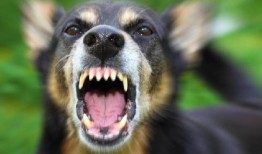 对于狂犬病，预防是最好的选择，尽管存在感染后修复方法
