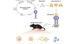 人工肝细胞生长因子模拟改善小鼠非酒精性脂肪性肝炎模型