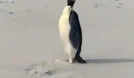 帝企鹅游到澳大利亚2200英里后正在恢复