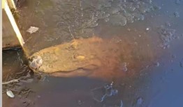 随着气温降至零下十几度，在冰冷的北卡罗来纳州沼泽中发现了冰冻的“鳄鱼圈”