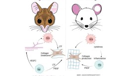 研究探讨巨噬细胞如何调节棘小鼠的再生愈合