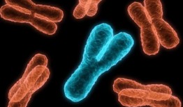 过多的基因交换阻碍染色体分离成卵子