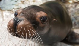 西埃德蒙顿商场28岁的海狮被“人道地安乐死”