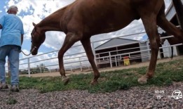 科罗拉多斯普林斯城堡购物中心的小贩中枪，受重伤