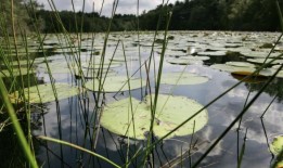 新的研究表明，四分之一的淡水动物面临灭绝的威胁