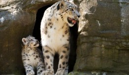 雪豹伊琳娜在健康状况恶化后在马维尔动物园被安乐死