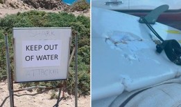 冲浪者在南澳大利亚艾尔半岛被鲨鱼袭击