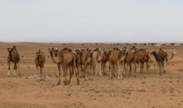 联合国揭示动物物种面临灭绝威胁