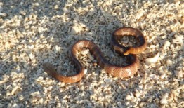 新物种在伍德赛德大型项目门口被宣布濒危