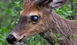 WSU病理学家在盲鹿身上发现罕见疾病：“不要触摸生病的动物”